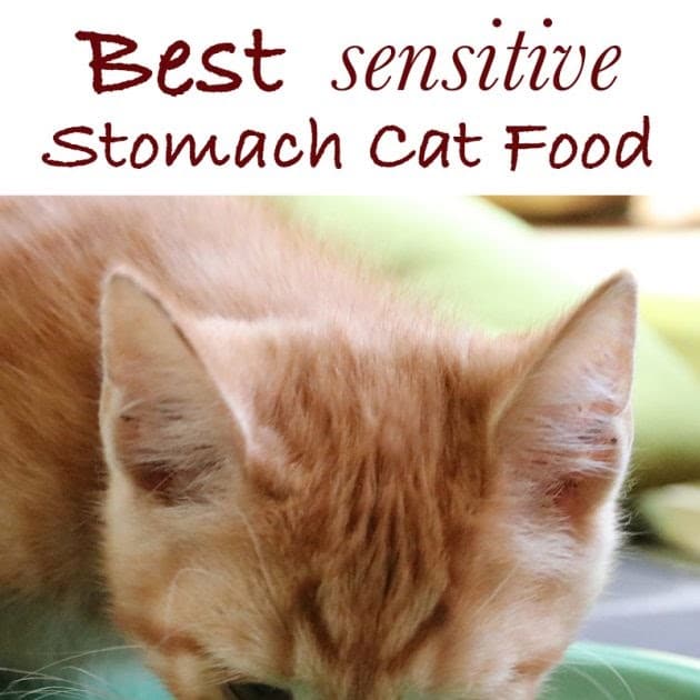 Cat Food For Digestive Problems : Wet Vs Dry Cat Food Or Both Petmd