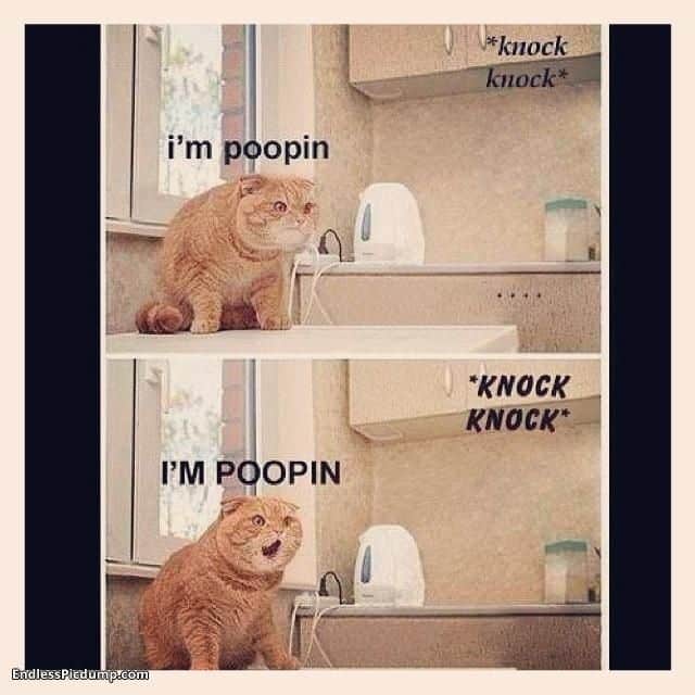 Cat Im Pooping Click the image for even more on EndlessPicdump.com ...