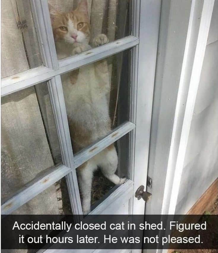 Cat Snaps Of Wholesomeness And Adorability in 2021