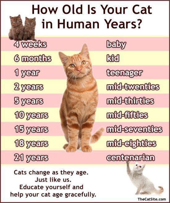 Cat vs Human years