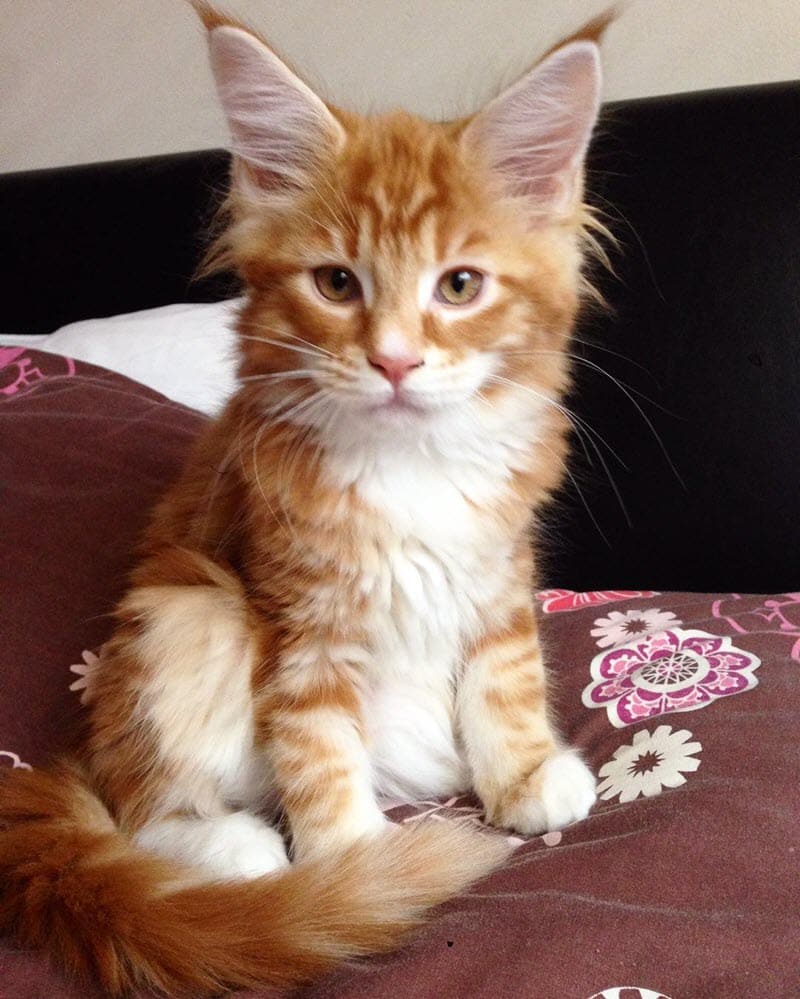 Cute Tiny Maine Coon Kitten Grows To Become The Worldâs Longest Cat ...
