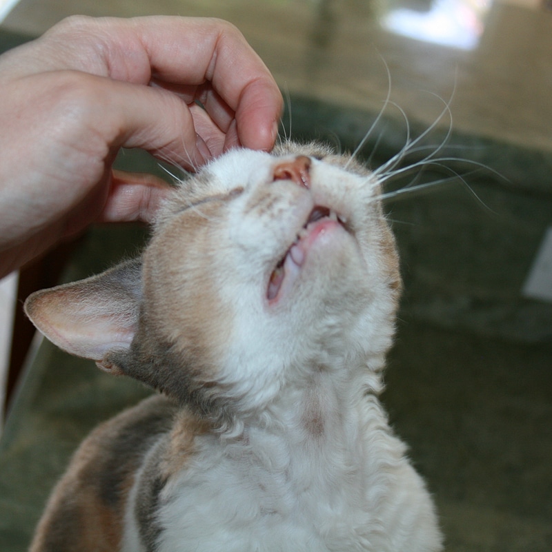 Daisy the Curly Cat: My Scritching Style