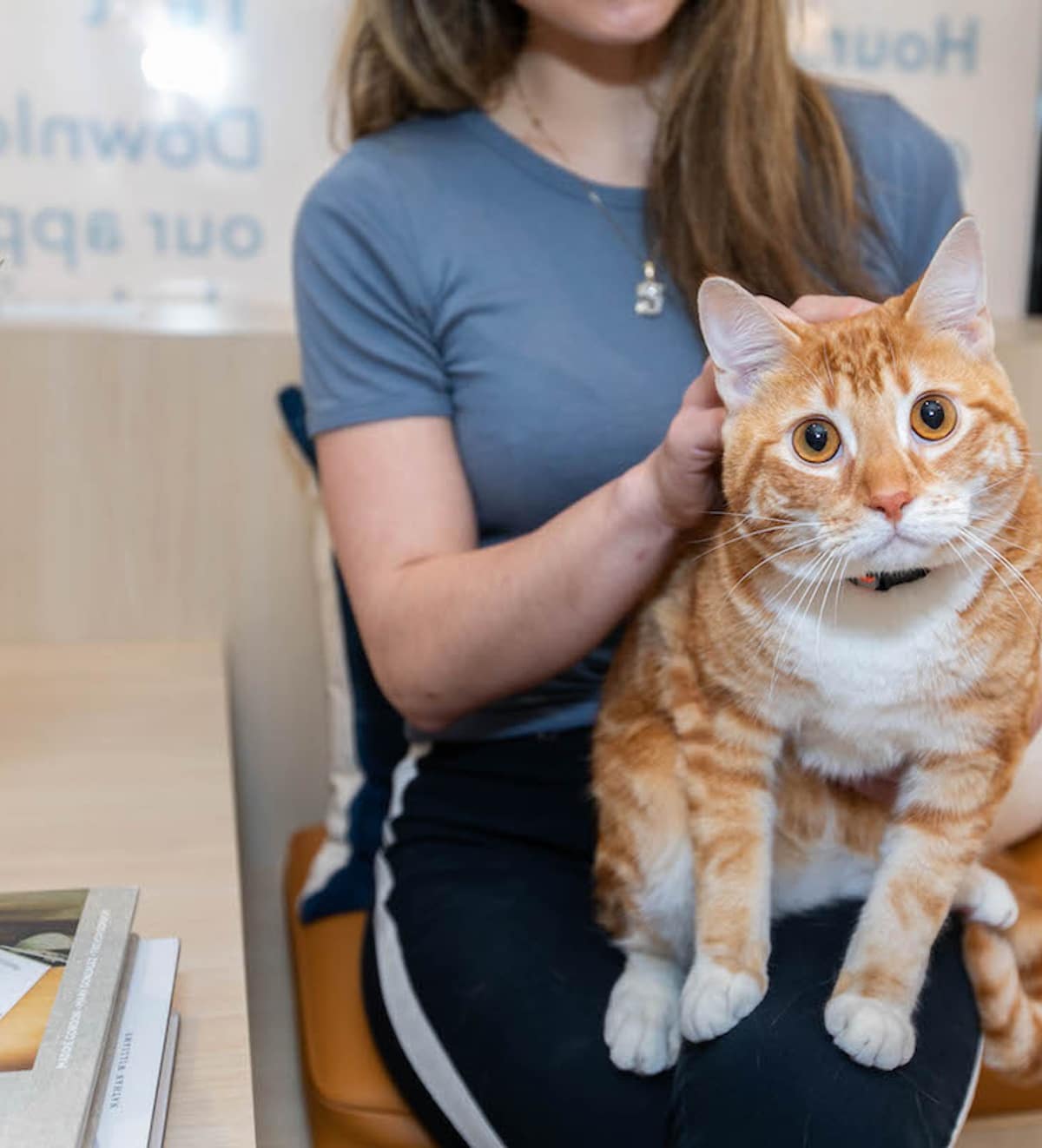 Diabetes in Cats: Diagnosis, Treatment, and Management