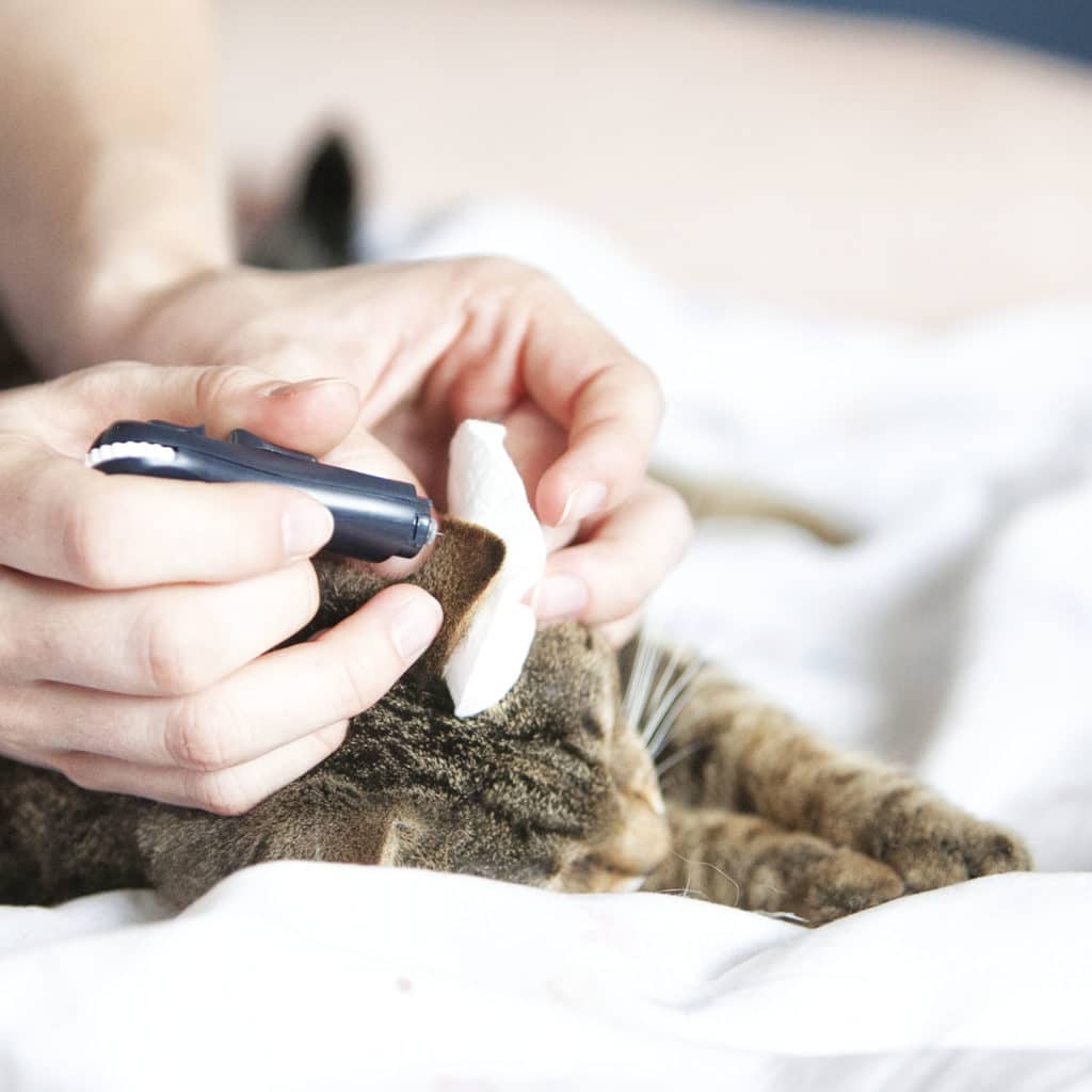 Diabetes in cats  how to treat and feed a diabetic cat