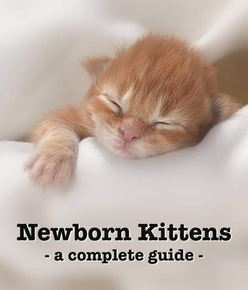 Do Newborn Kittens Poop Pee