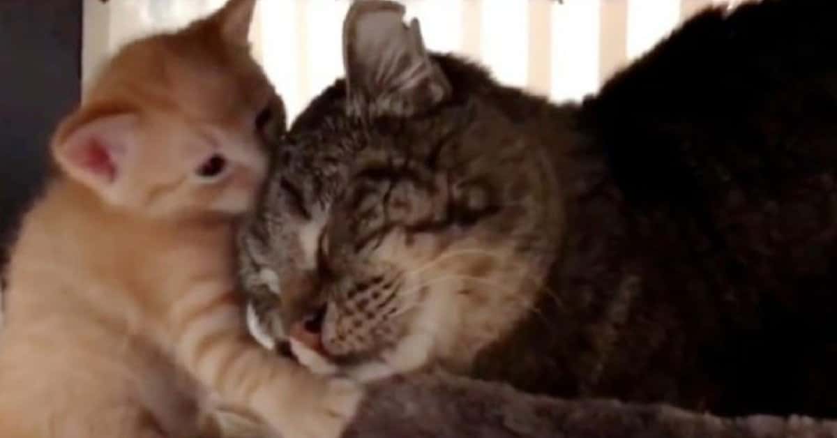 Dying Elderly Cat Spent His Entire Life in The Streets, But Then 2 ...