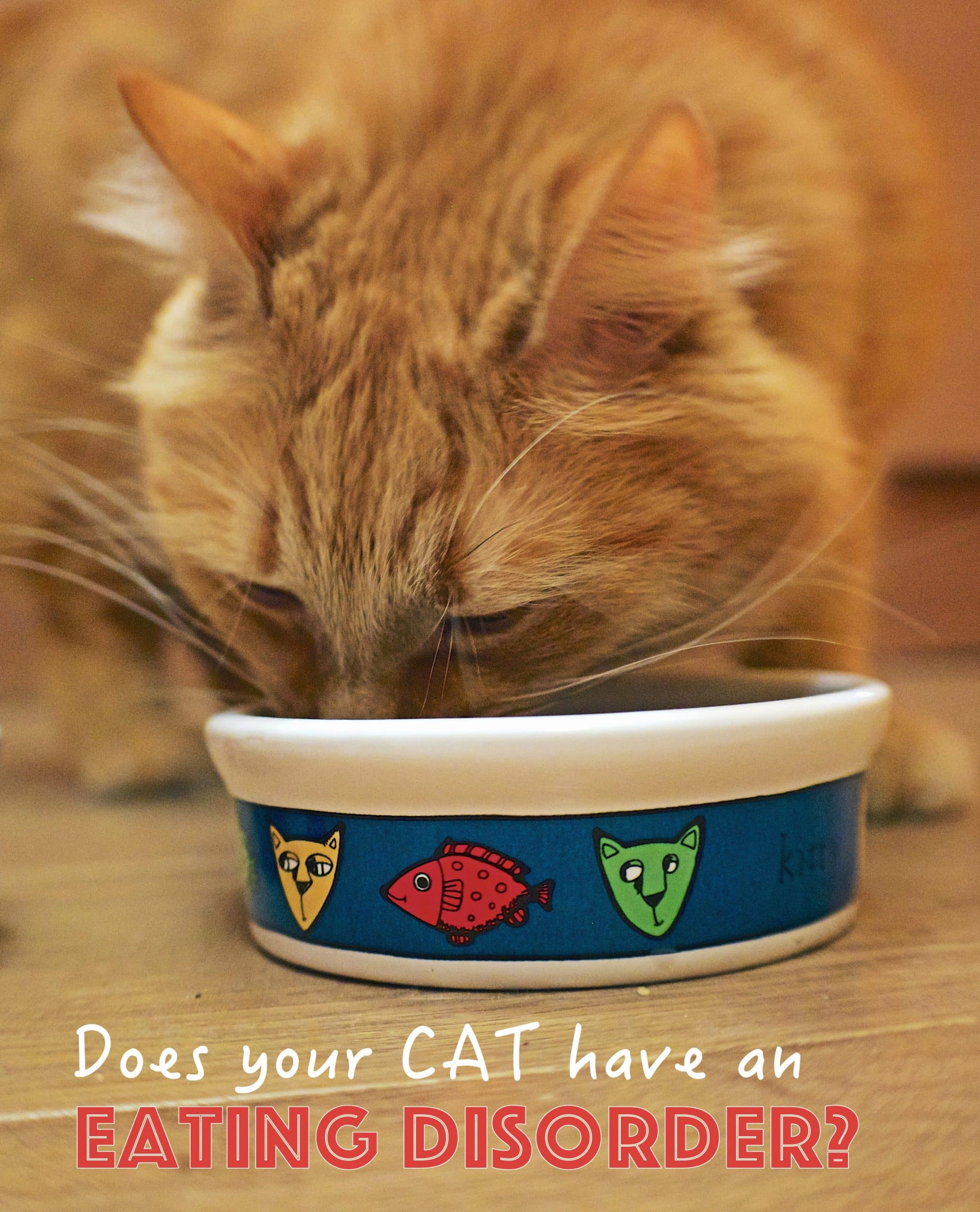 Eating Disorders in Cats