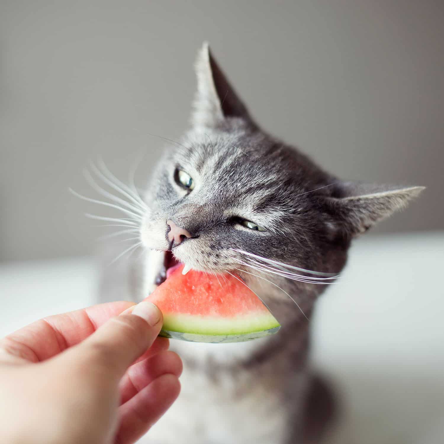 Eight Human Foods That Your Cat Can Safely Eat