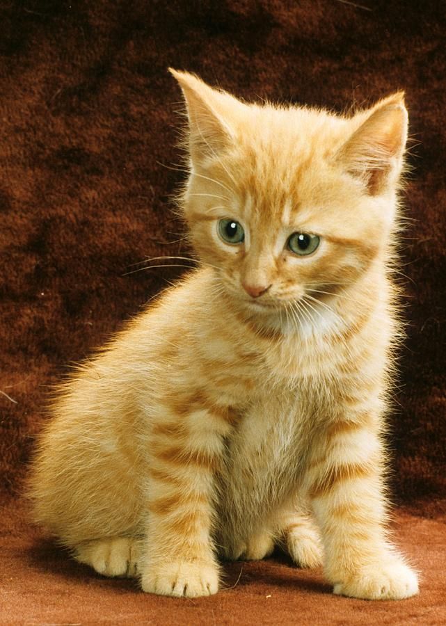 Female Orange Tabby Cat For Sale