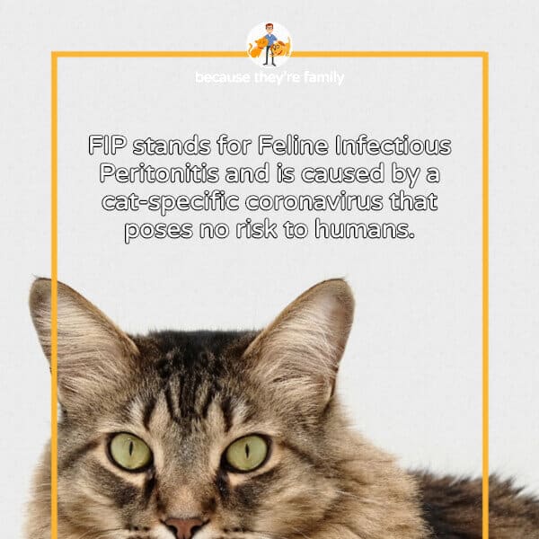FIP in Cats: What Every Owner Needs to Know  Our Pet