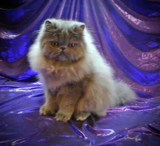 Friendly Blue Male Persian Kitten (4 1/2 months old) for Sale in ...