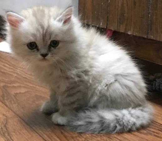 Himalayan Cats For Sale