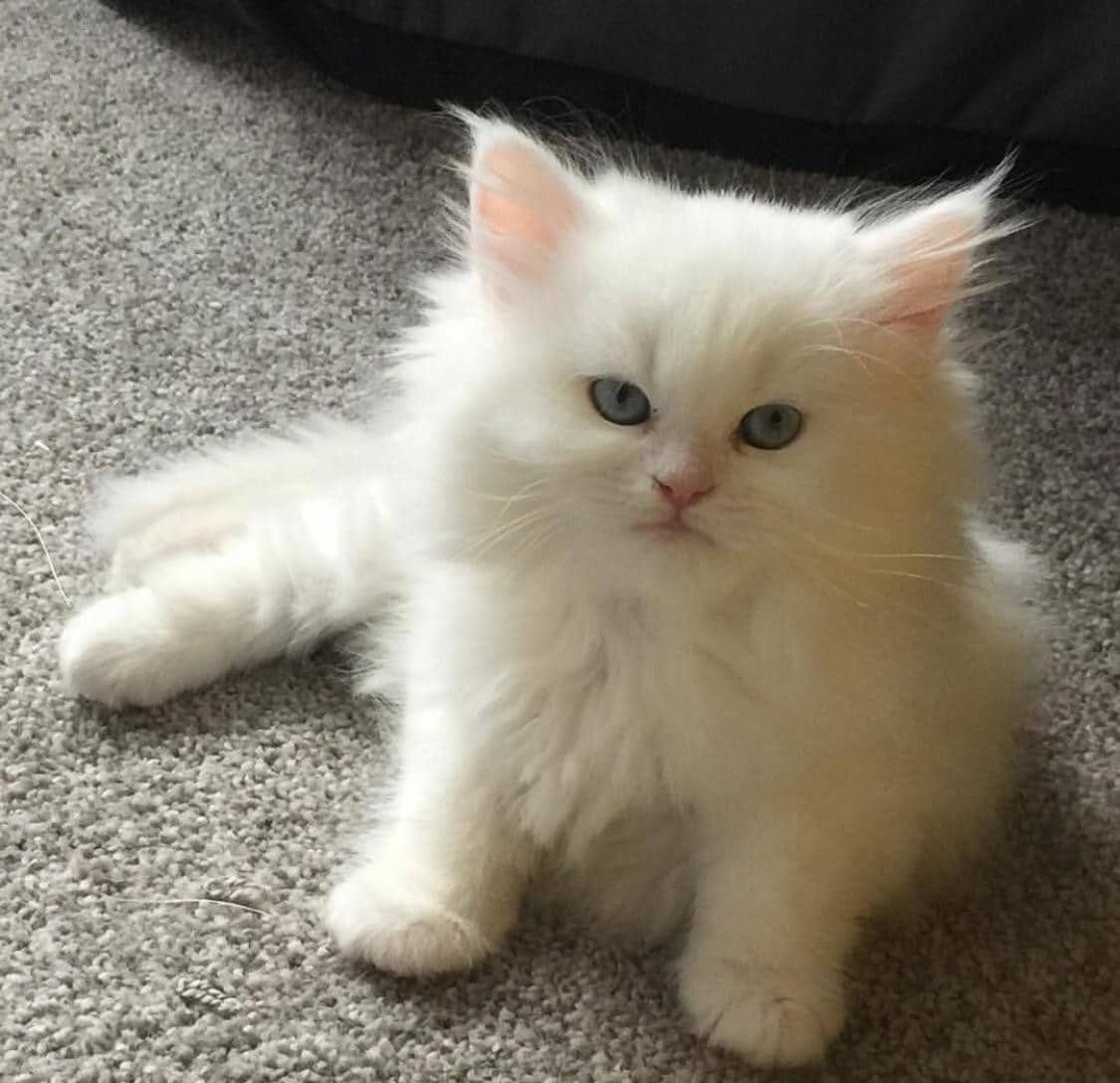 Himalayan Cats For Sale