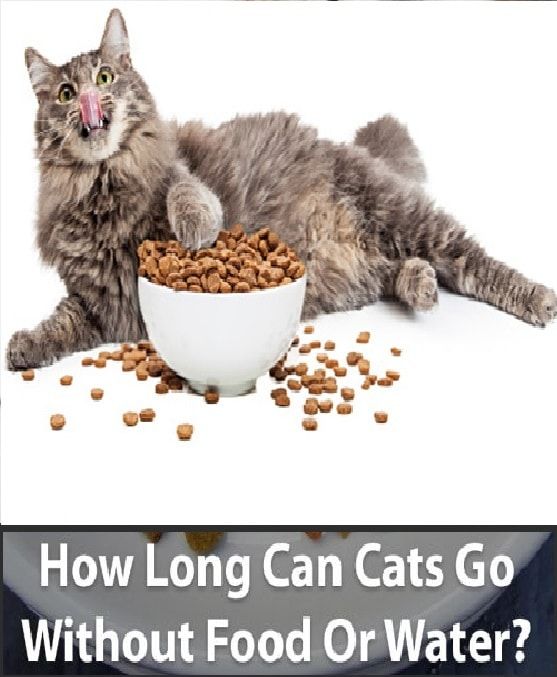 How Long Can A Cat Go Without Food Or Water? Feline Eating And Drinking ...