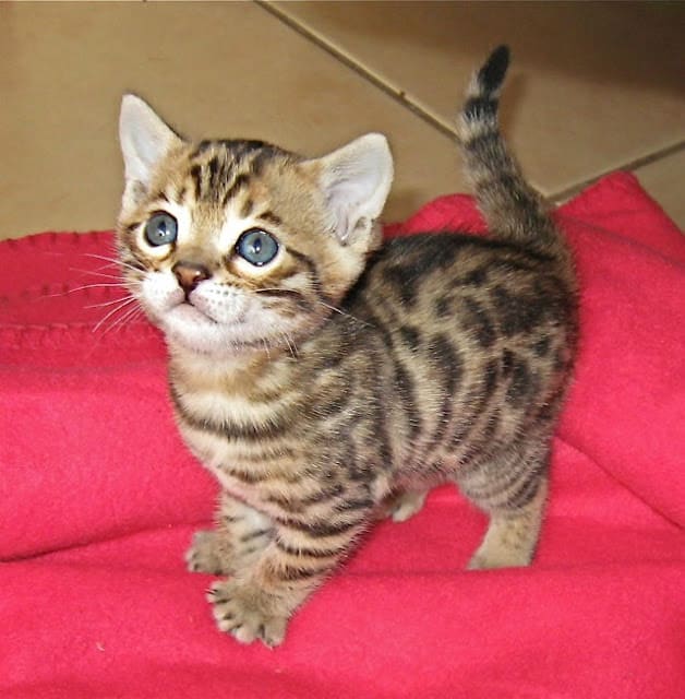 How much does a Bengal Kitten Cost?
