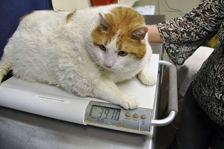 How Much Should A 2 Year Old Cat Weigh