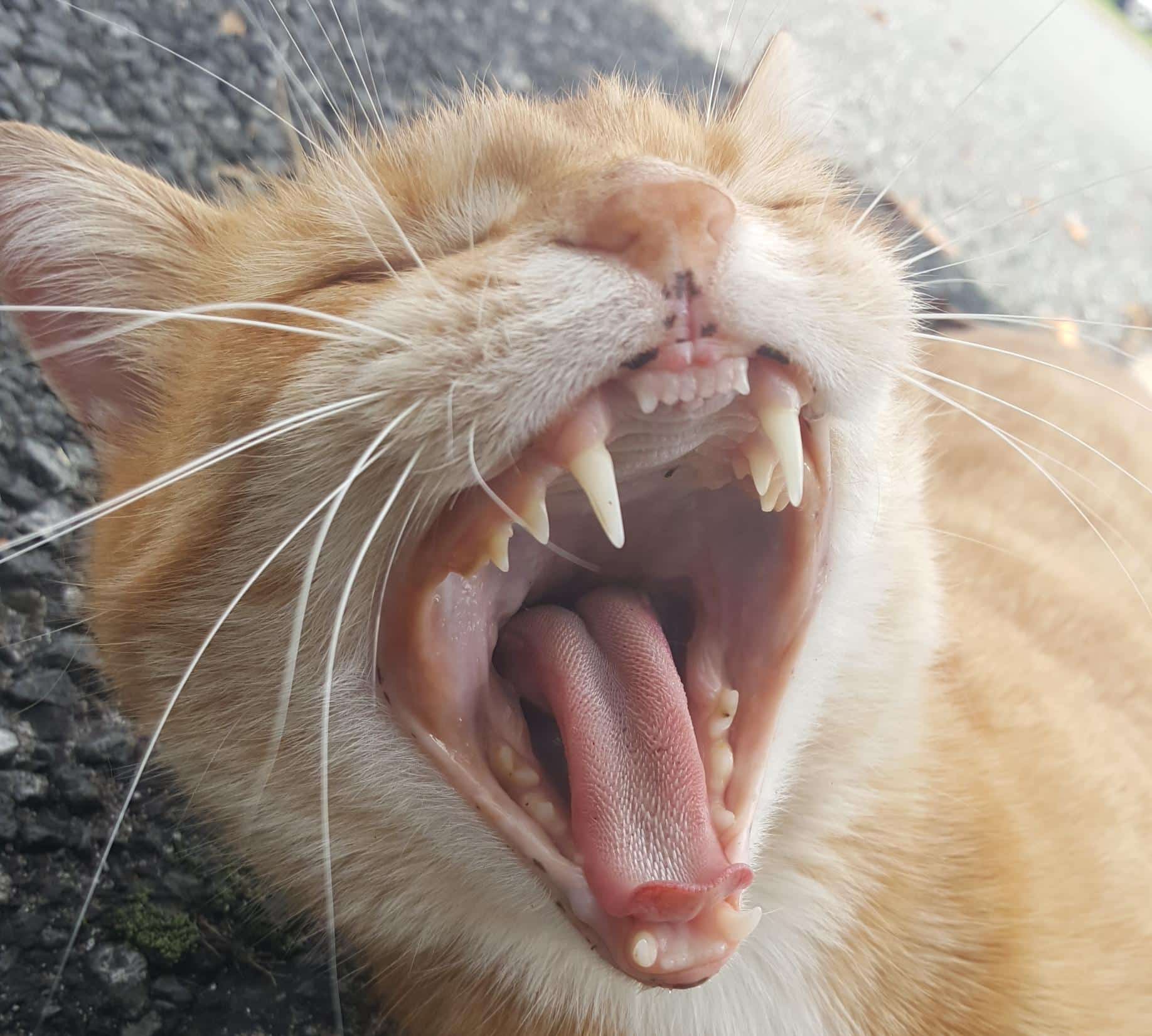 I never knew cats front teeth were so tiny and adorable till I snapped ...