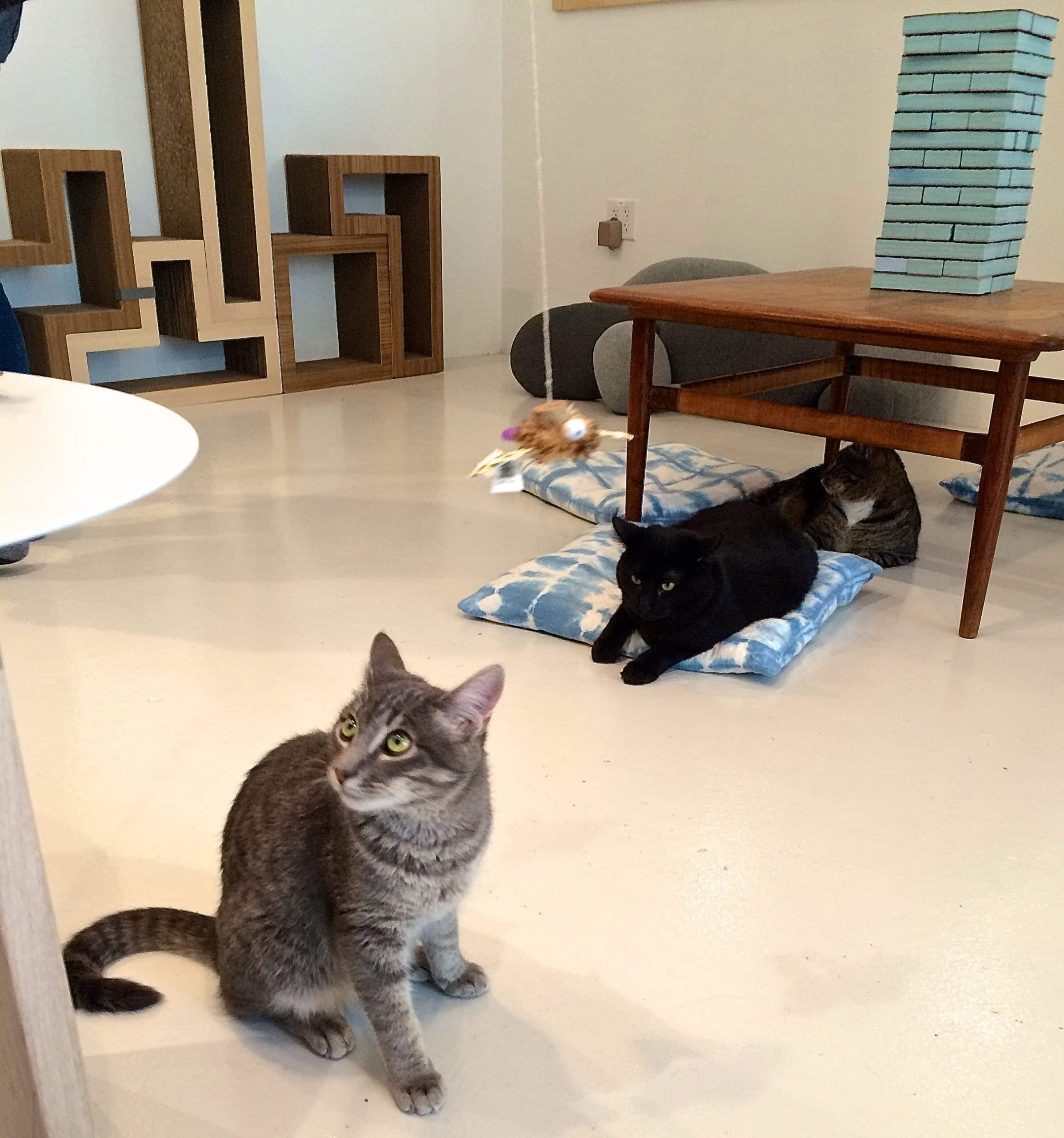 KitTea Cat Cafe Review: A Look Inside San Francisco