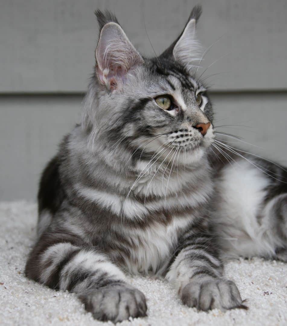 Kitten For Sale Seattle