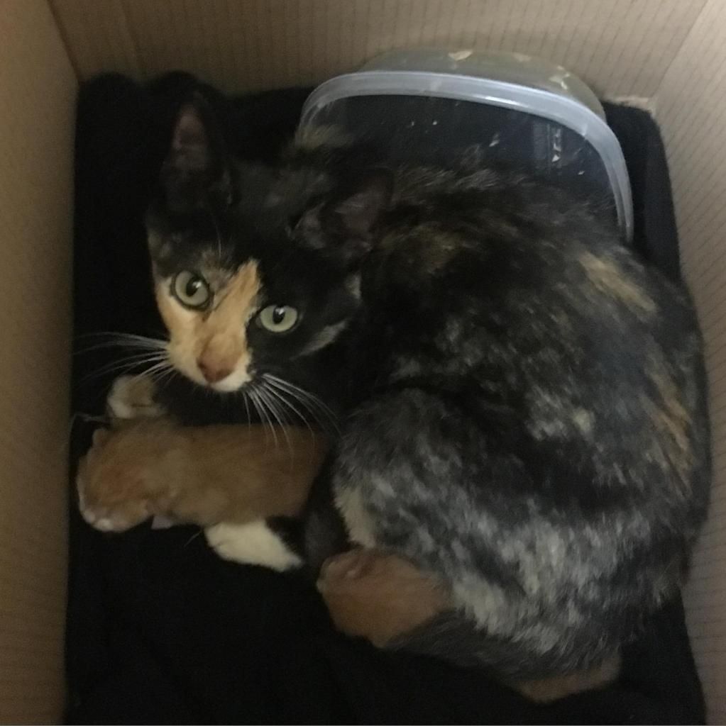 Kittens For Adoption In Riverside Ca