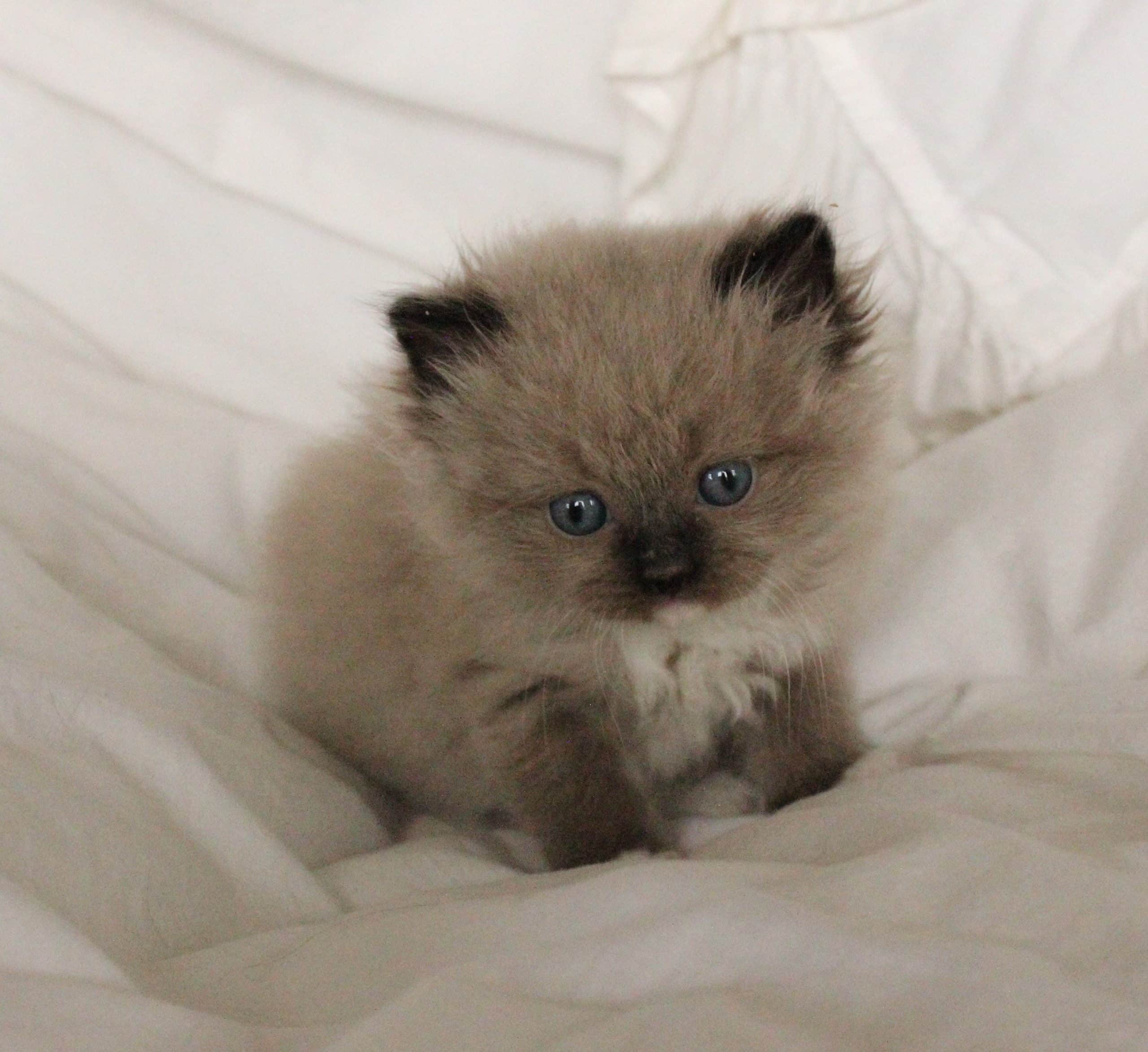 Kittens For Sale Denver Area