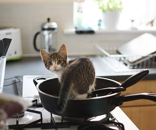 Kittens in the Kitchen! A Cuteness Break for Your Post
