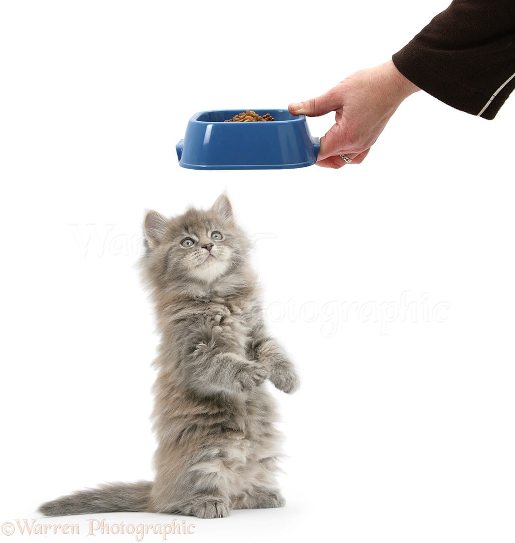 Maine Coon kitten, 7 weeks old, getting some food photo WP27617