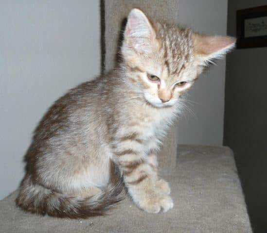 Munchkin Cat For Sale Mn