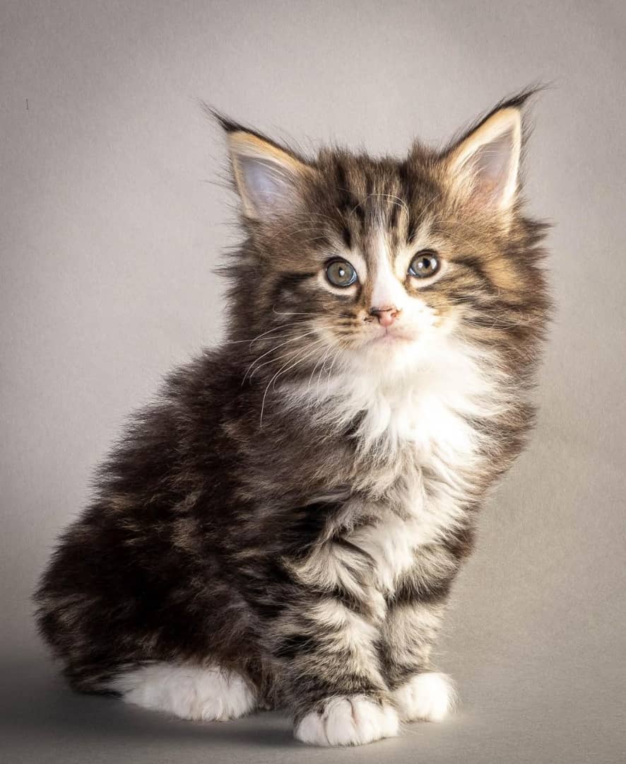 Norwegian Forest Cat for sale