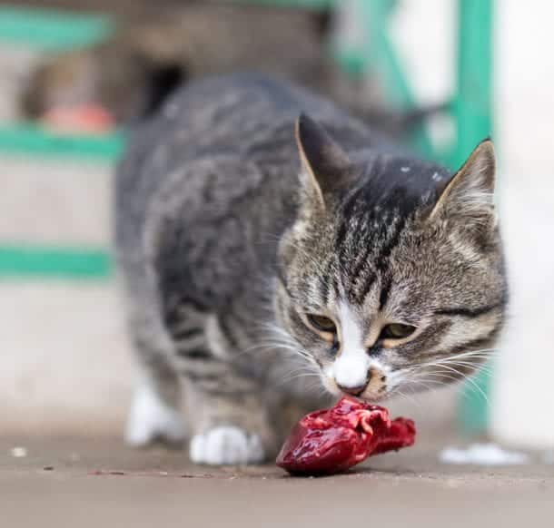 Obligate Carnivore: Why You Cat Needs Meat