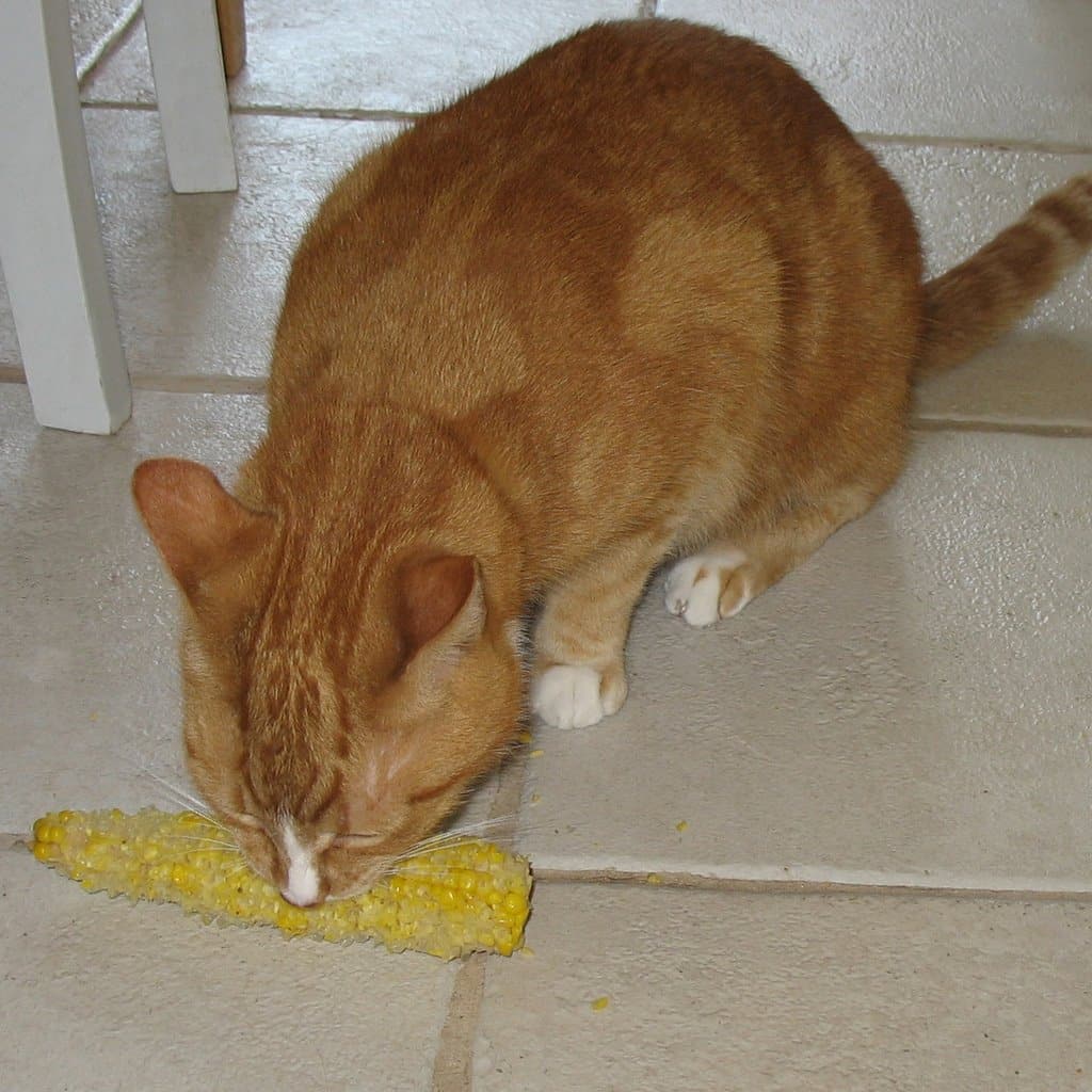 Occupation: Dad: Our Cat Eats Corn on the Cob