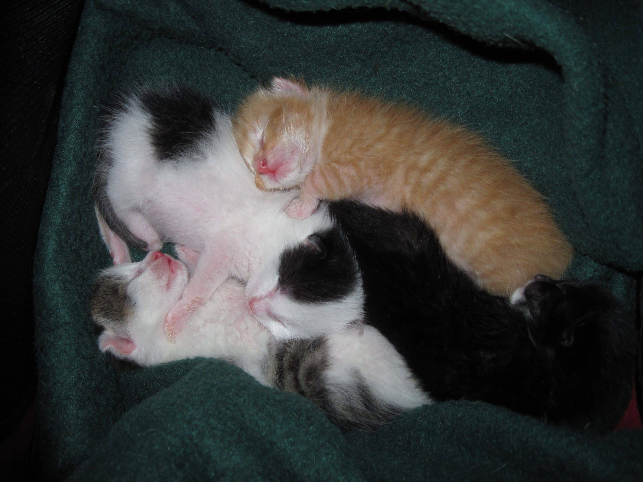 one week old kittens
