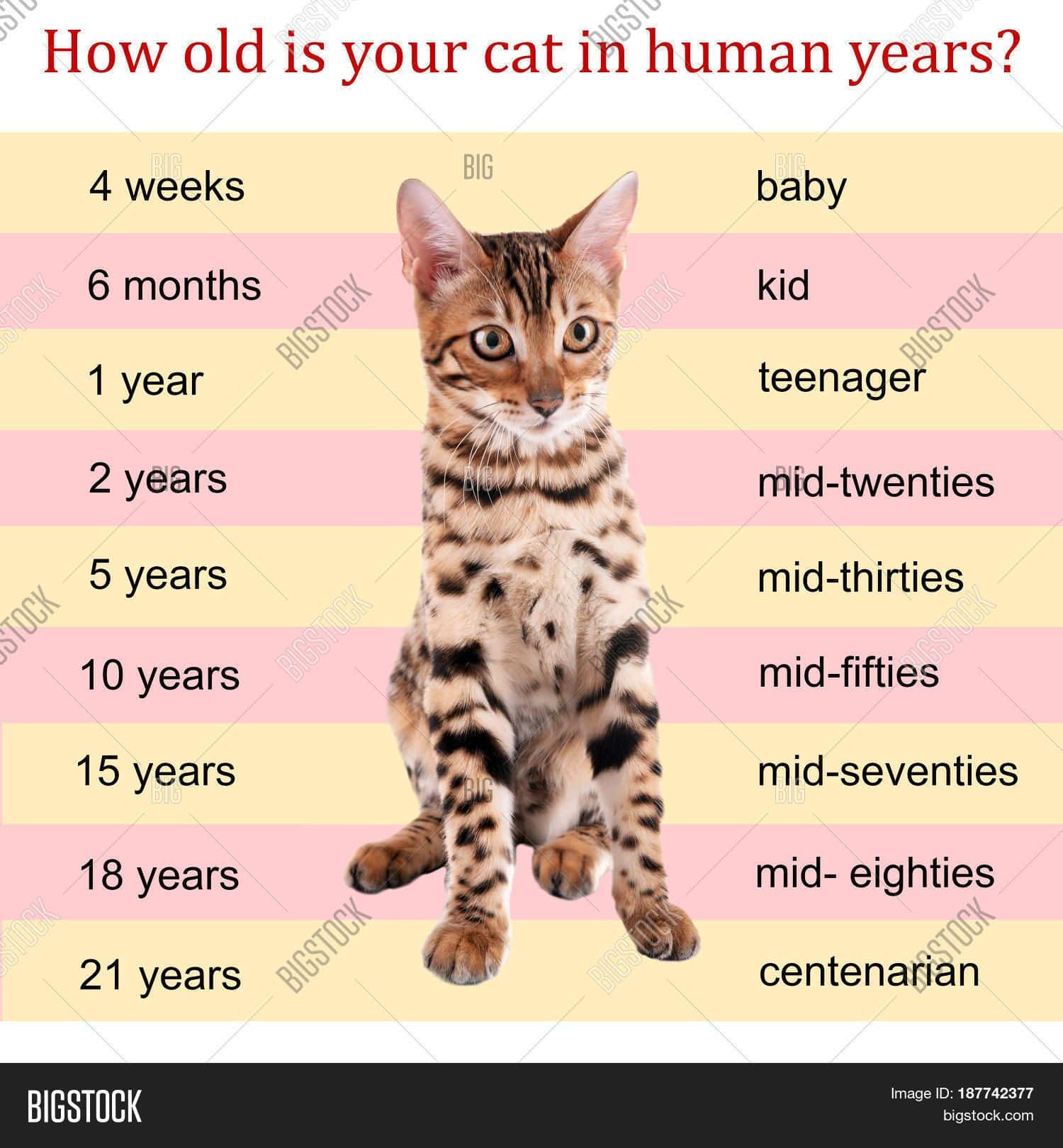 Pin on cat ages vs human
