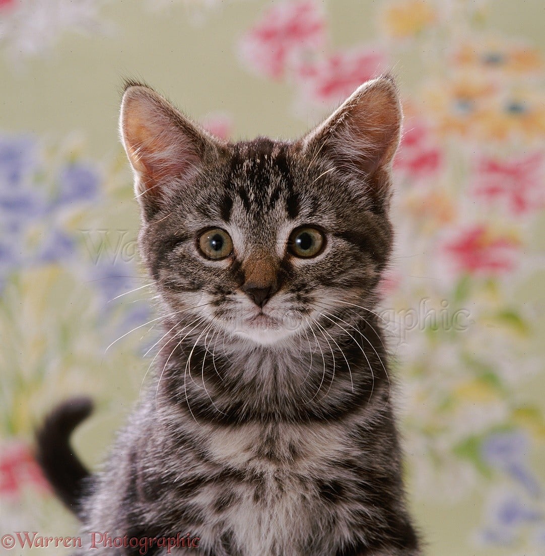 Portrait of tabby kitten, 8 weeks old photo WP35147