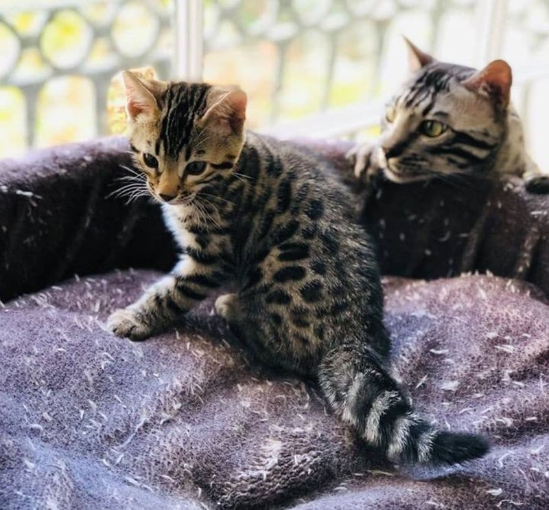 Potty Trained Bengal Kittens For sale FOR SALE ADOPTION from San Diego ...