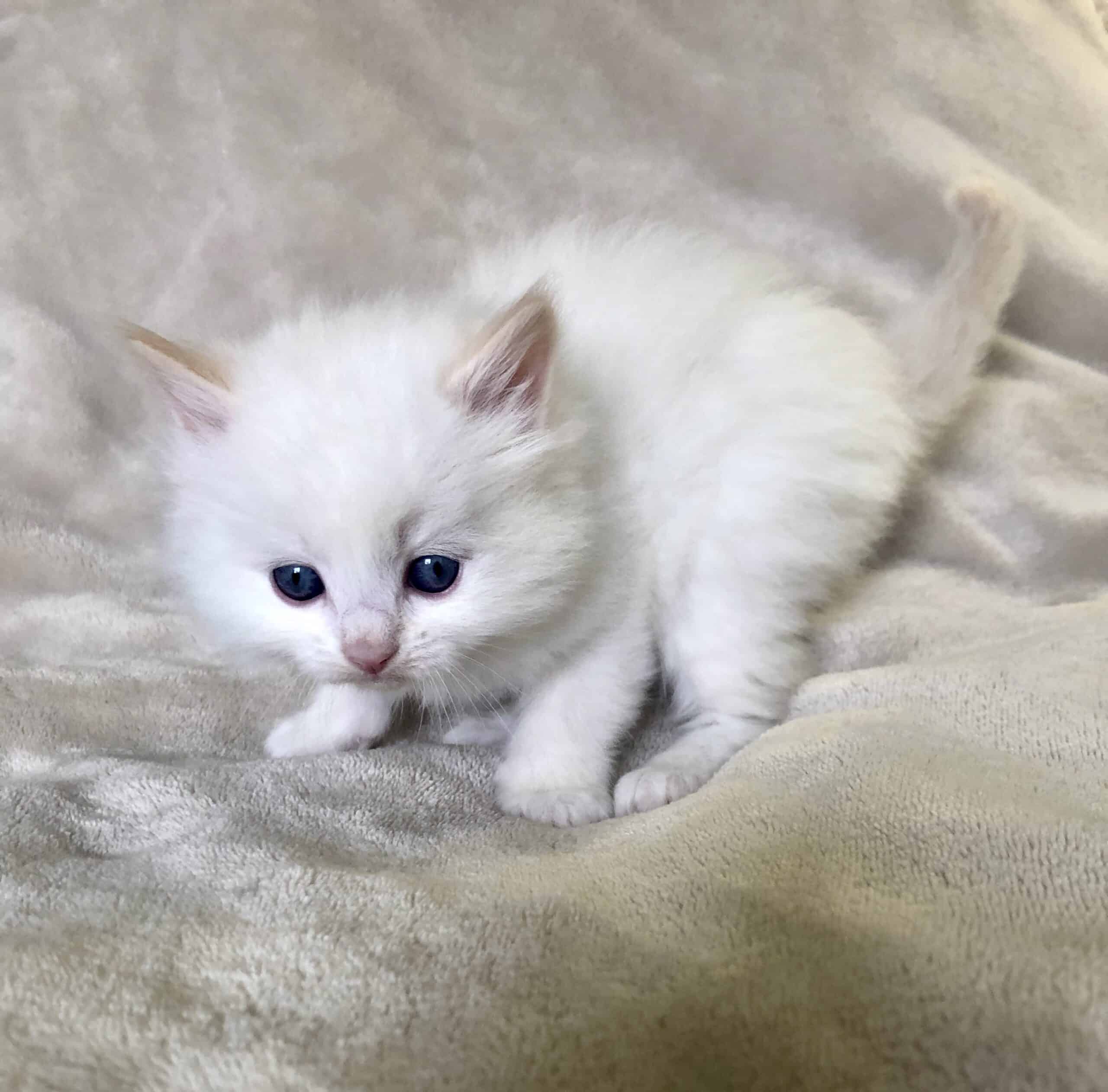 Ragdoll Kittens Available for Sale Now