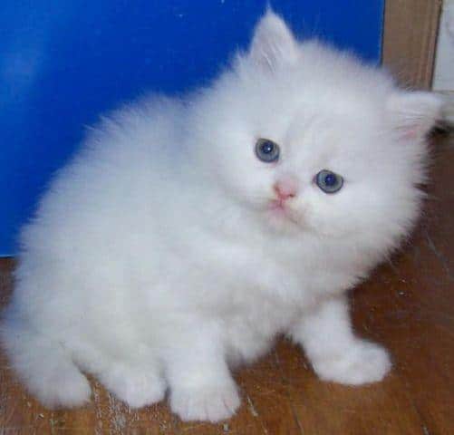 Sale! white blue persian teacup female kitten kittens new york for Sale ...
