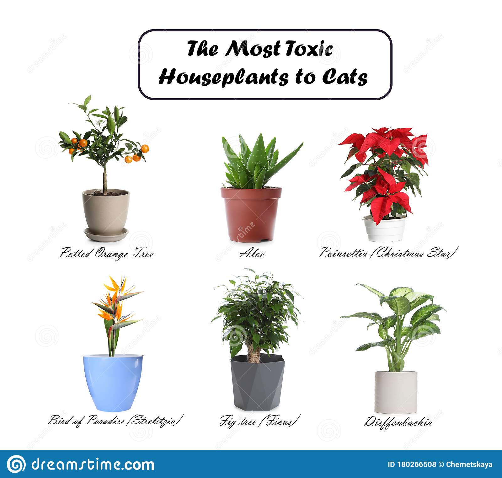 Set Of House Plants Poisonous To Cats On Background Stock Photo