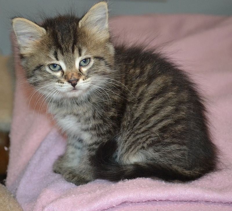 Siberian Kittens for sale in Texas