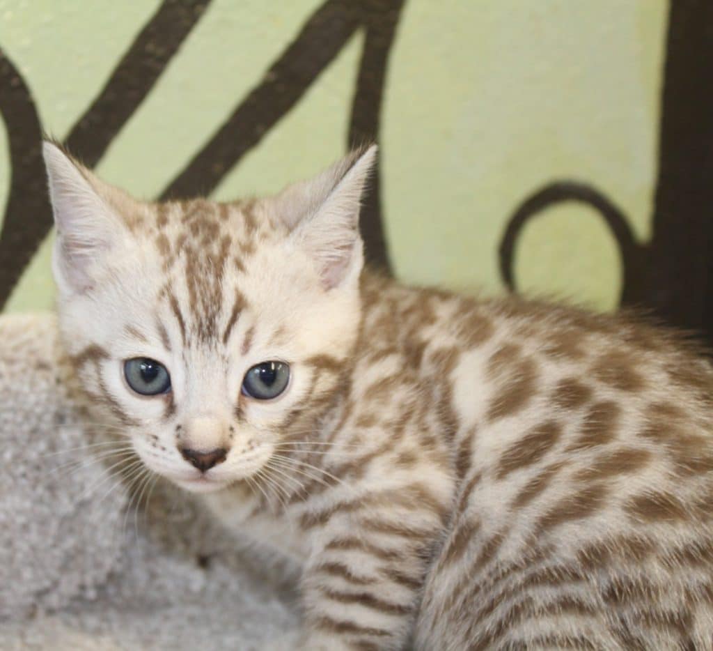 Silver &  Brown Spotted Bengal Kittens For Sale