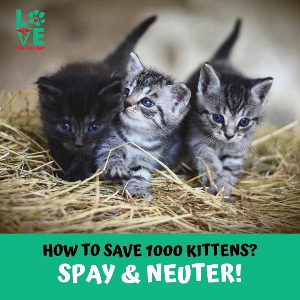 Spay &  Neuter your cats!