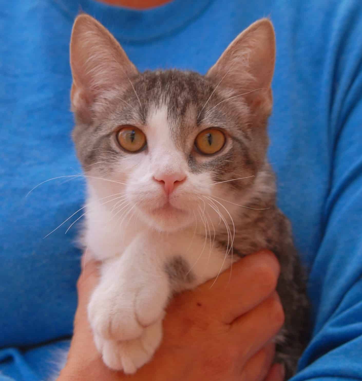 The Acrobatic Kittens are debuting for adoption!