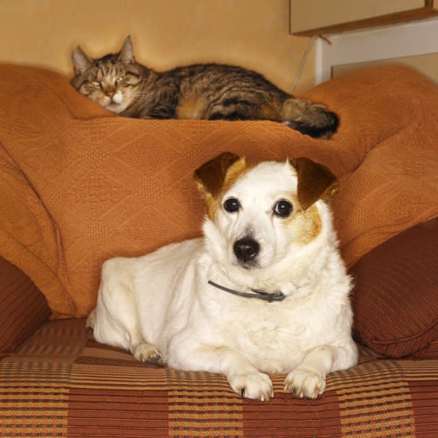 The Best Dog Breeds With Cats