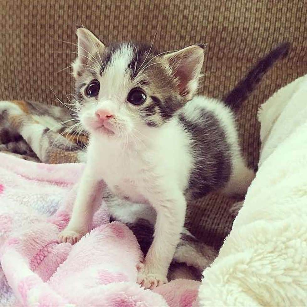 Tiny Newborn Kitten Found on Side of Busy Road, Journey to Forever Home ...