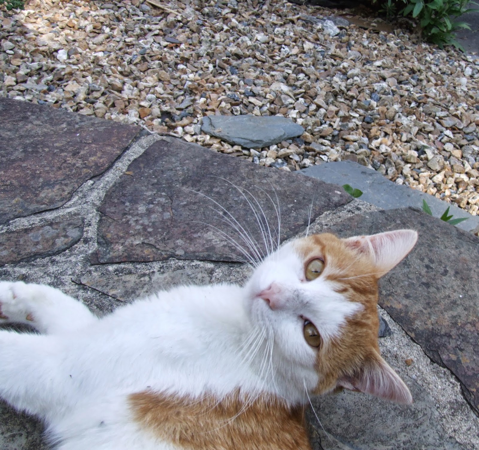 Under The Paw: Plus points of taking in a stray cat