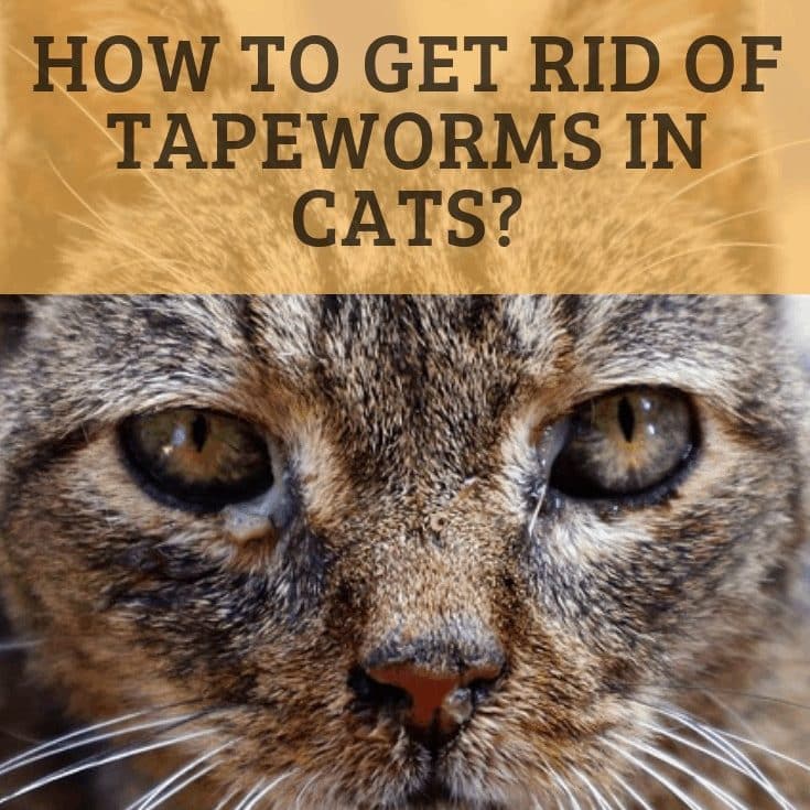 What Do Tapeworms Look Like In Cats