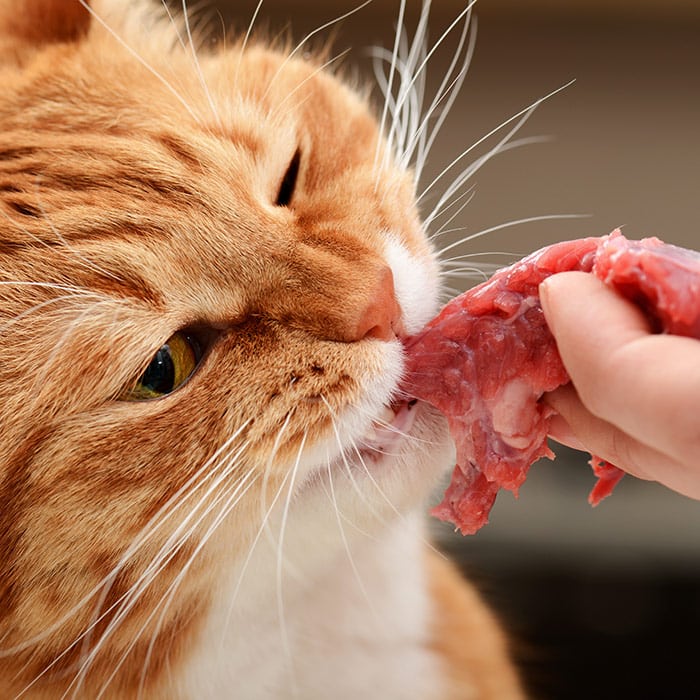 What human foods can cats eat?