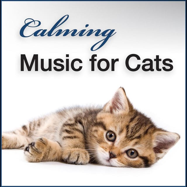 When Do Kittens Calm Down