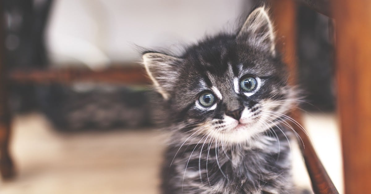 When Do Kittens Eyes Change Color From Blue