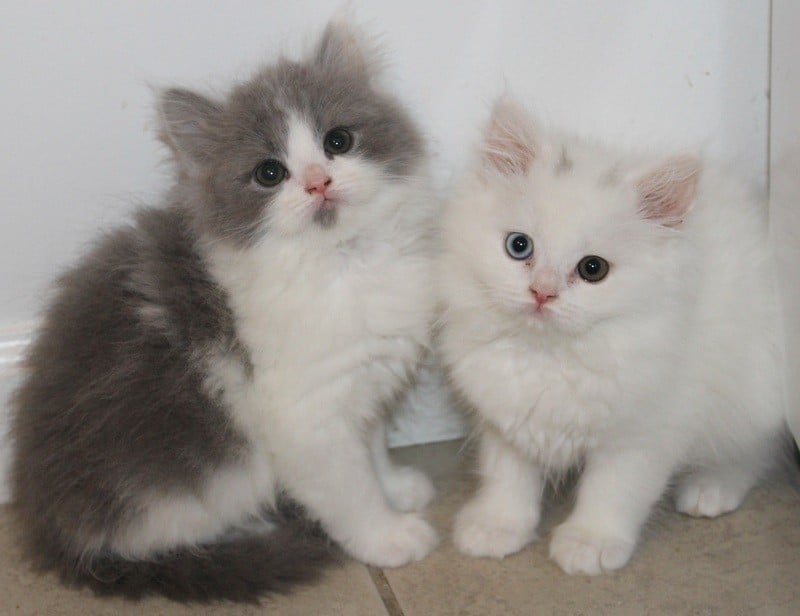 white persian teacup kitten kittens stroudsburg pennsylvania 18360 FOR ...